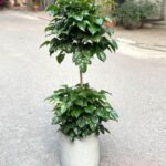 Chậu cây hạnh phúc tặng khai trương + Chậu sứ cao cấp