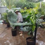 chau-cay-tang-khai-truong-10