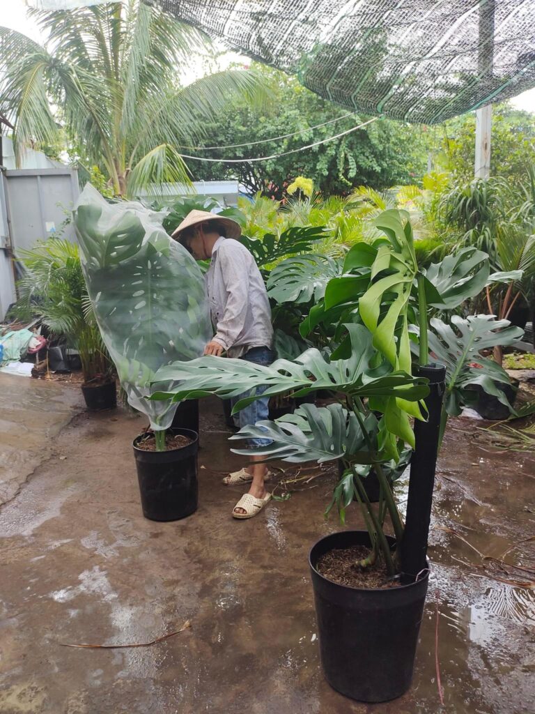 chau-cay-tang-khai-truong-10