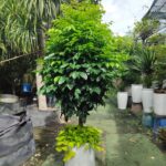 Chậu cây hạnh phúc tặng khai trương ( mix cây chân chậu ) - ảnh chính