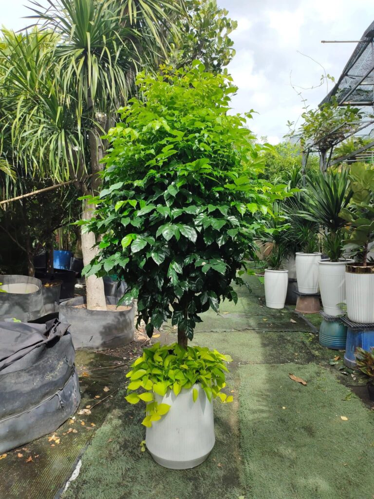 Chậu cây hạnh phúc tặng khai trương ( mix cây chân chậu )