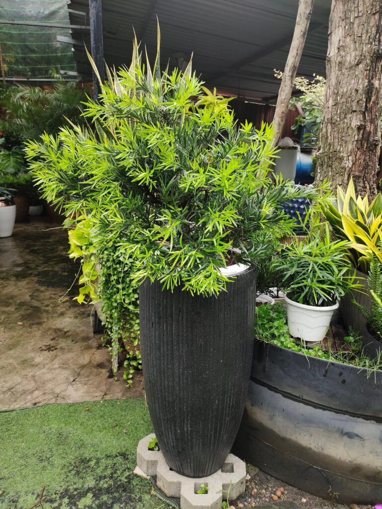 Chậu cây tặng khai trương mẫu 12