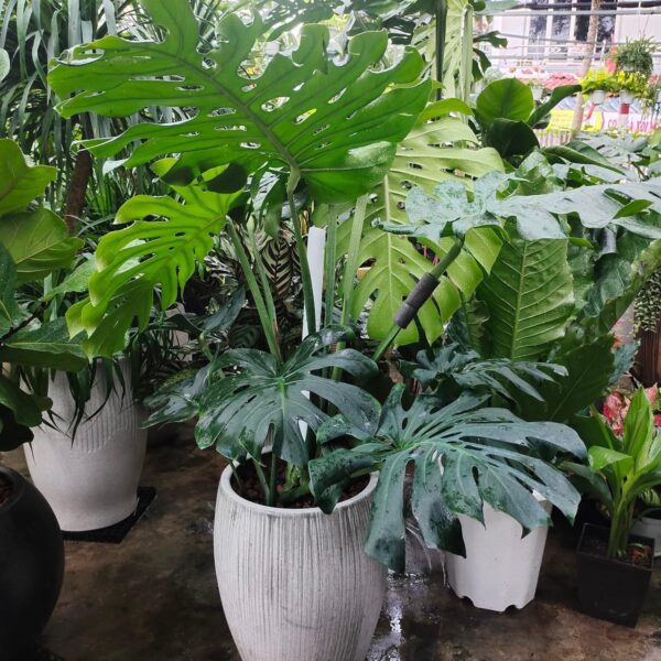 Trầu bà lá xẻ tặng khai trương