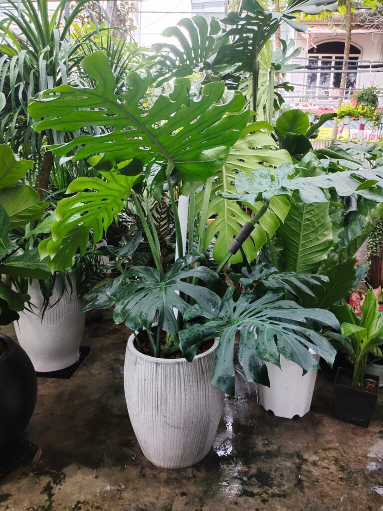 Trầu bà lá xẻ tặng khai trương