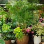 Chậu cây tặng khai trương mẫu 15 - ảnh chính