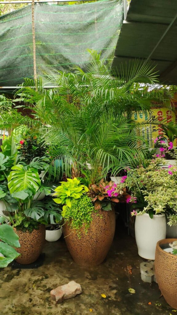 Chậu cây tặng khai trương mẫu 15