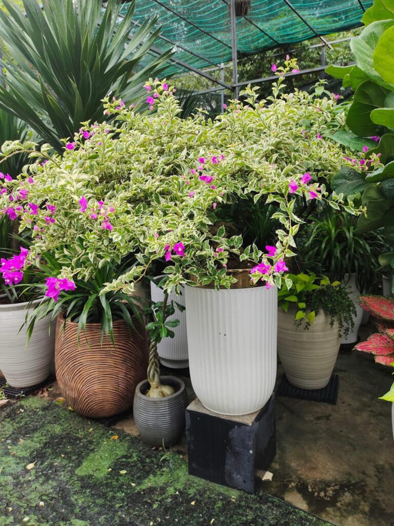 Cây hoa giấy cẩm thạch tặng khai trương + Chậu sứ cao cấp
