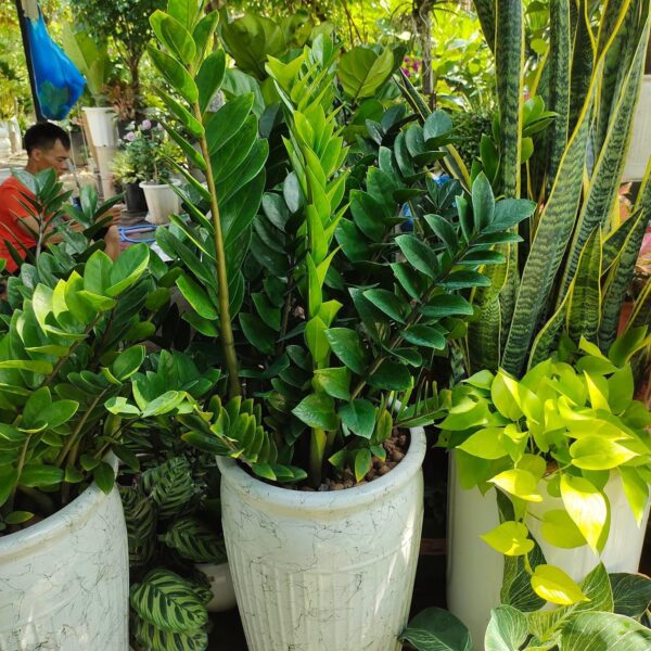 Chậu cây kim tiền tặng khai trương