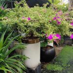 Cây hoa giấy cẩm thạch tặng khai trương - ảnh chính