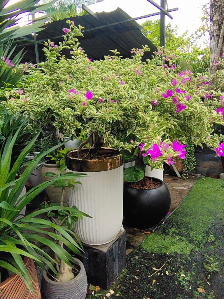 Cây hoa giấy cẩm thạch tặng khai trương