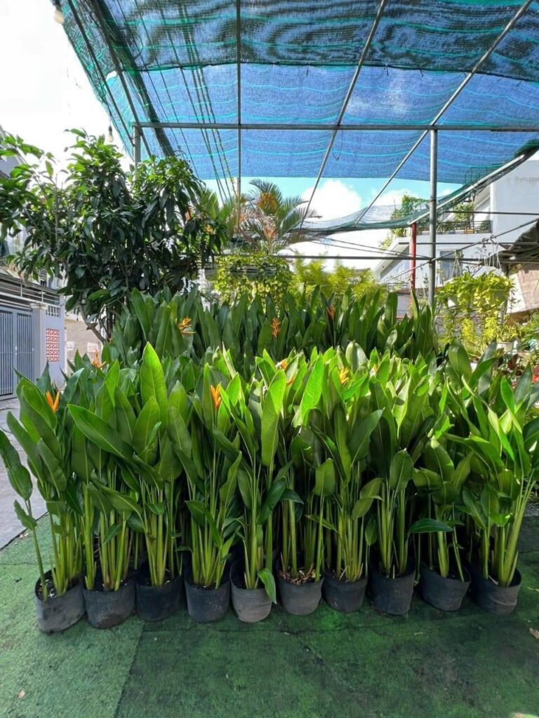 Cây tặng khai trương cửa hàng