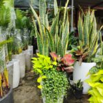 Cây lưỡi hổ viền vàng tặng khai trương - ảnh chính