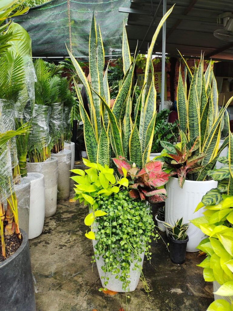 Cây lưỡi hổ viền vàng tặng khai trương