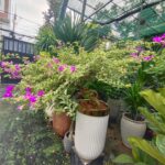 Hoa giấy cẩm thạch tặng khai trương - ảnh chính