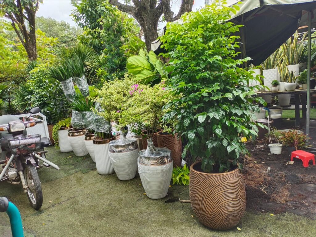 chau-cay-tang-khai-truong-6