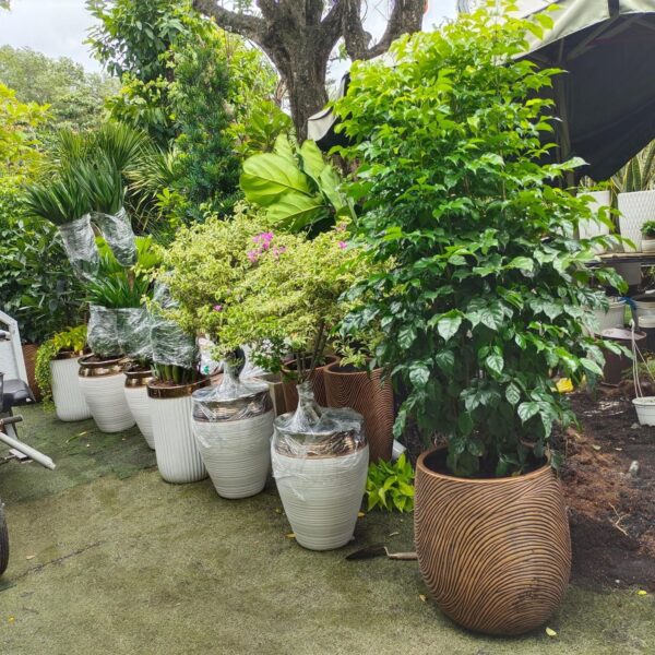 Chậu cây tặng khai trương mẫu 6