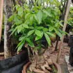 Cây kim ngân tặng khai trương - ảnh chính