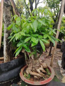 Cây kim ngân tặng khai trương