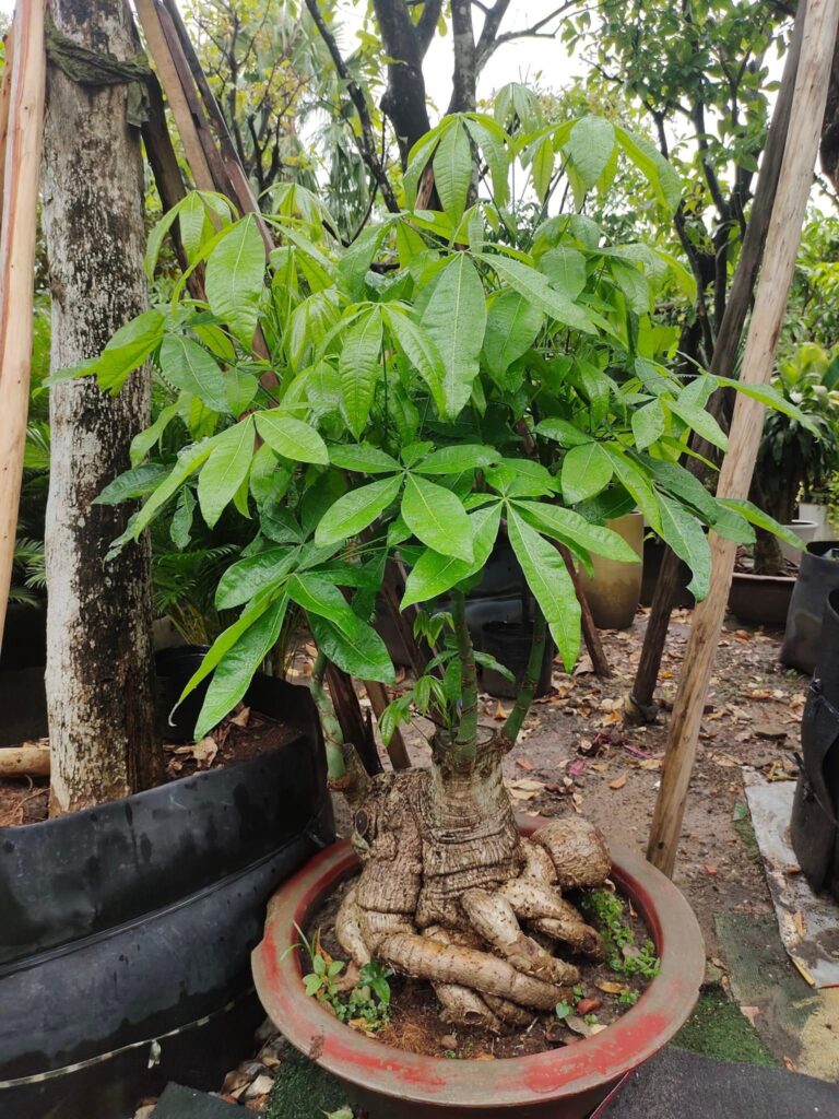Cây kim ngân tặng khai trương