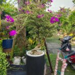 Hoa giấy cẩm thạch màu tím tặng khai trương