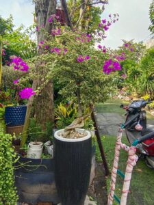 Hoa giấy cẩm thạch màu tím tặng khai trương