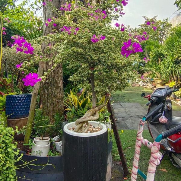 Hoa giấy cẩm thạch màu tím tặng khai trương