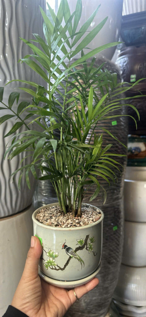 Cây xanh để bàn mẫu 12