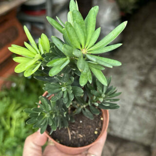 Cây xanh để bàn mẫu 13