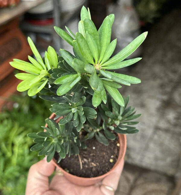 Cây xanh để bàn mẫu 13