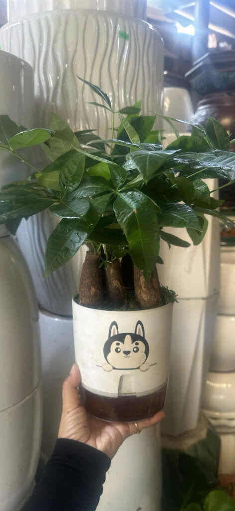 Cây xanh để bàn mẫu 14