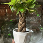 Cây xanh để bàn mẫu 15 - ảnh chính