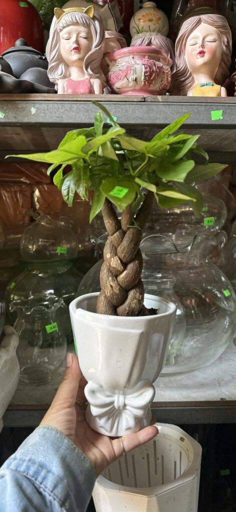 Cây xanh để bàn mẫu 15