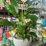 Cây xanh để bàn mẫu 16 - ảnh chính