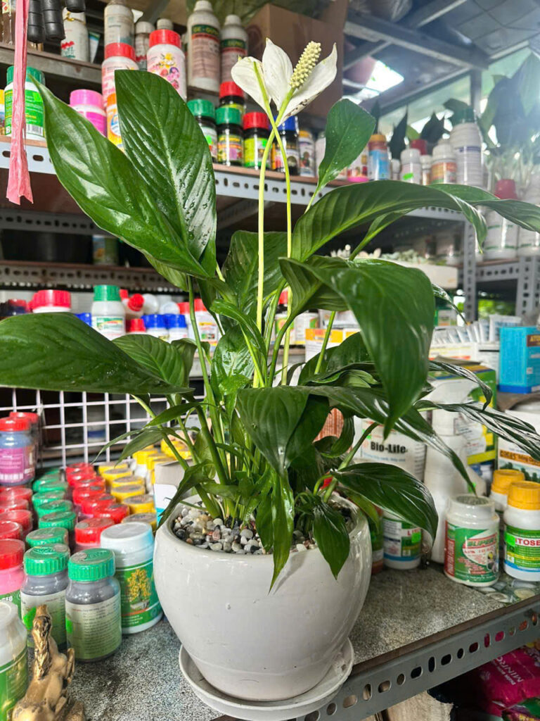 Cây xanh để bàn mẫu 16
