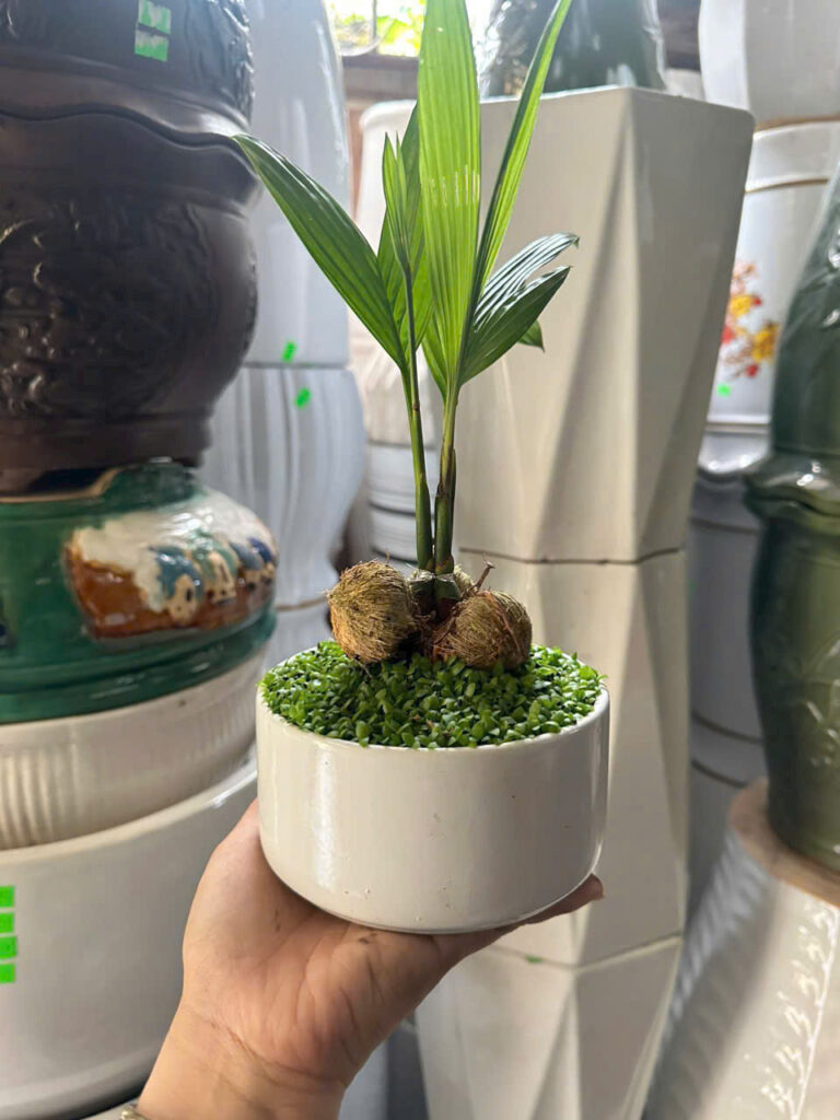 Cây xanh để bàn mẫu 18