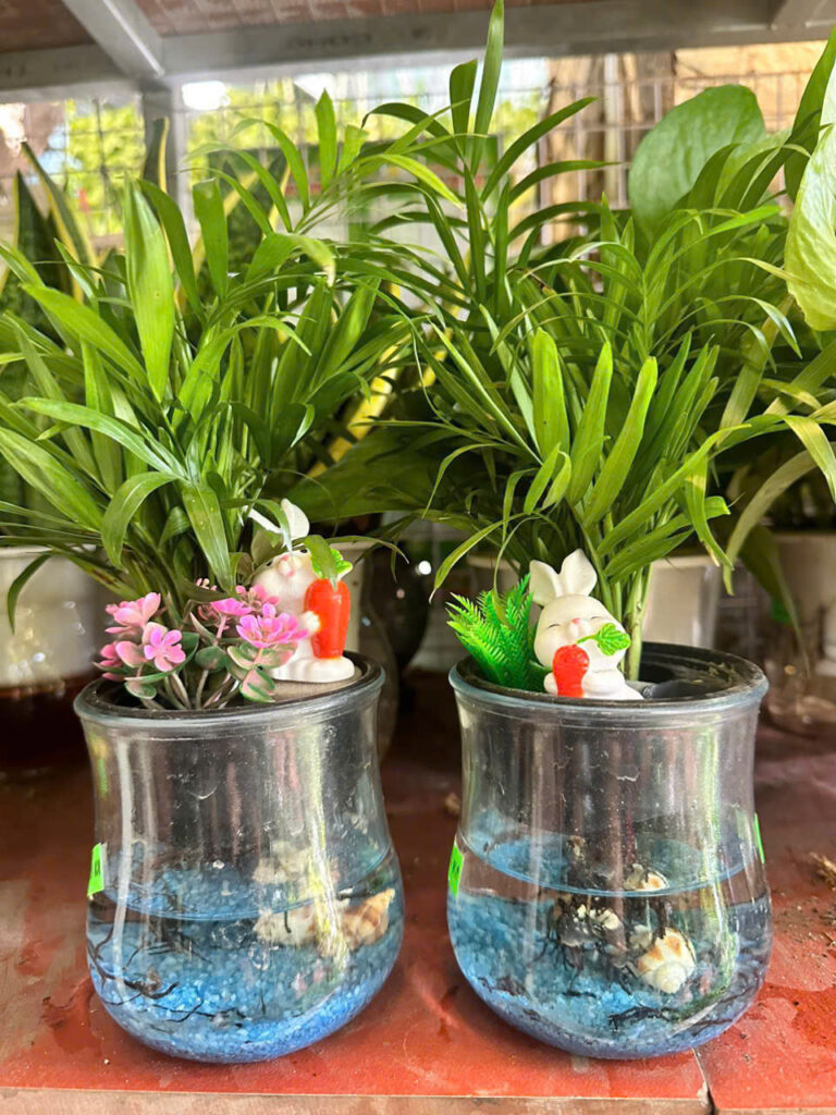 Cây xanh để bàn mẫu 19