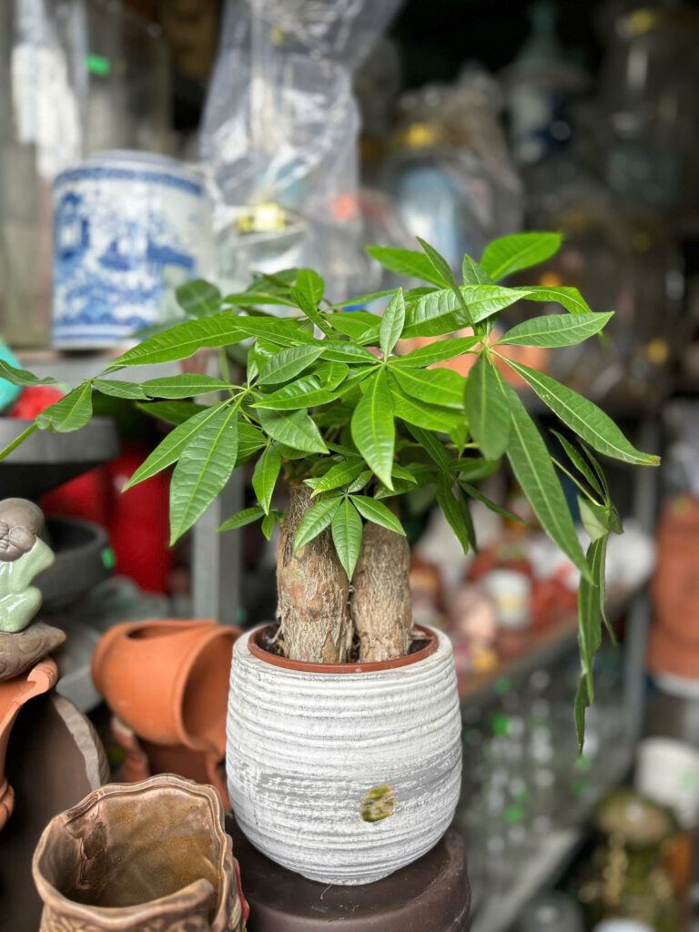 Cây xanh để bàn mẫu 23