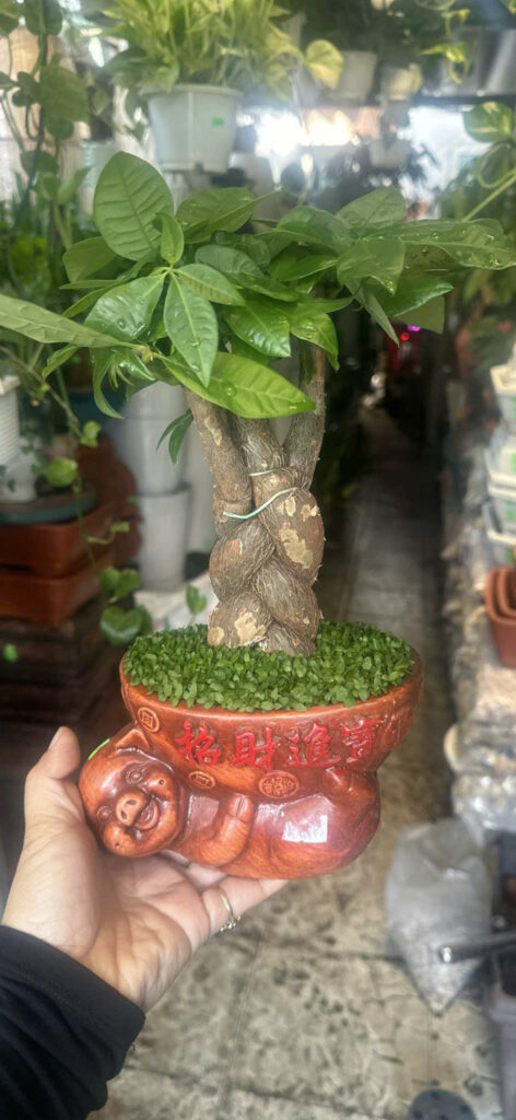 Cây xanh để bàn mẫu 25