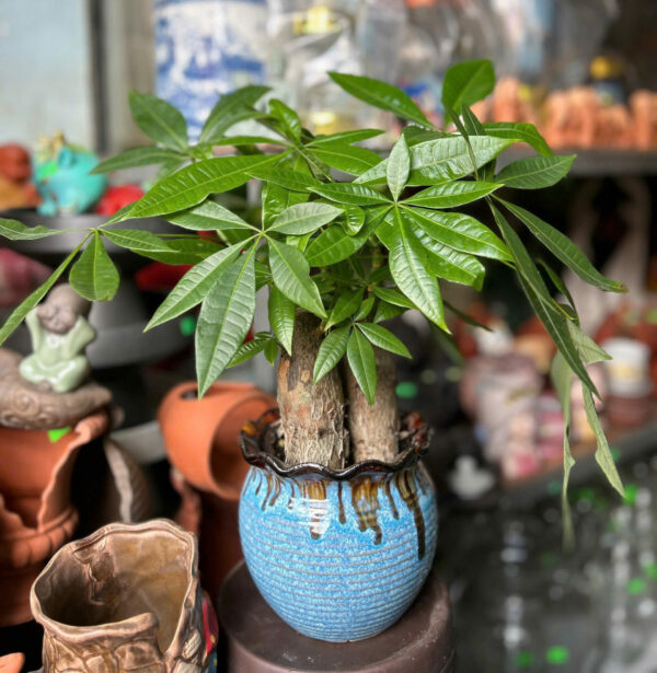 Cây xanh để bàn mẫu 35