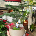 Cây xanh để bàn mẫu 36 - ảnh chính