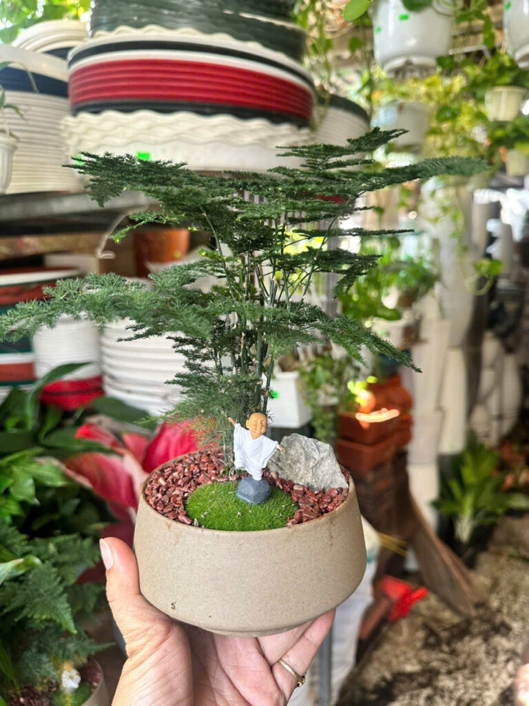 Cây xanh để bàn mẫu 36