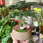 Cây xanh để bàn mẫu 38 - ảnh chính