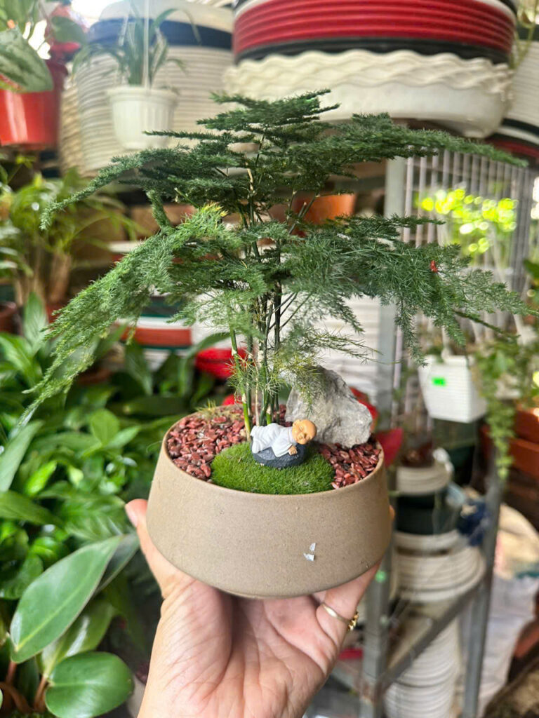 Cây xanh để bàn mẫu 38