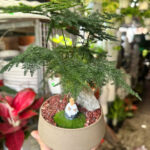 Cây xanh để bàn mẫu 4 - ảnh chính