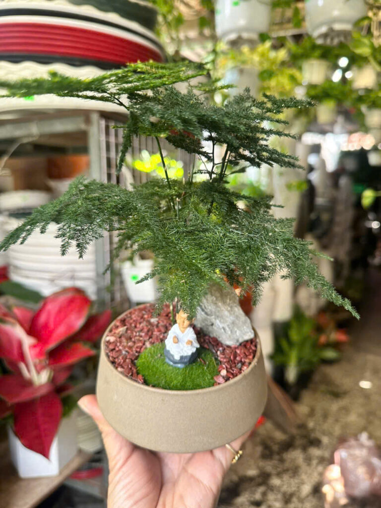 Cây xanh để bàn mẫu 4