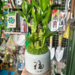 Cây xanh để bàn mẫu 40 - ảnh chính