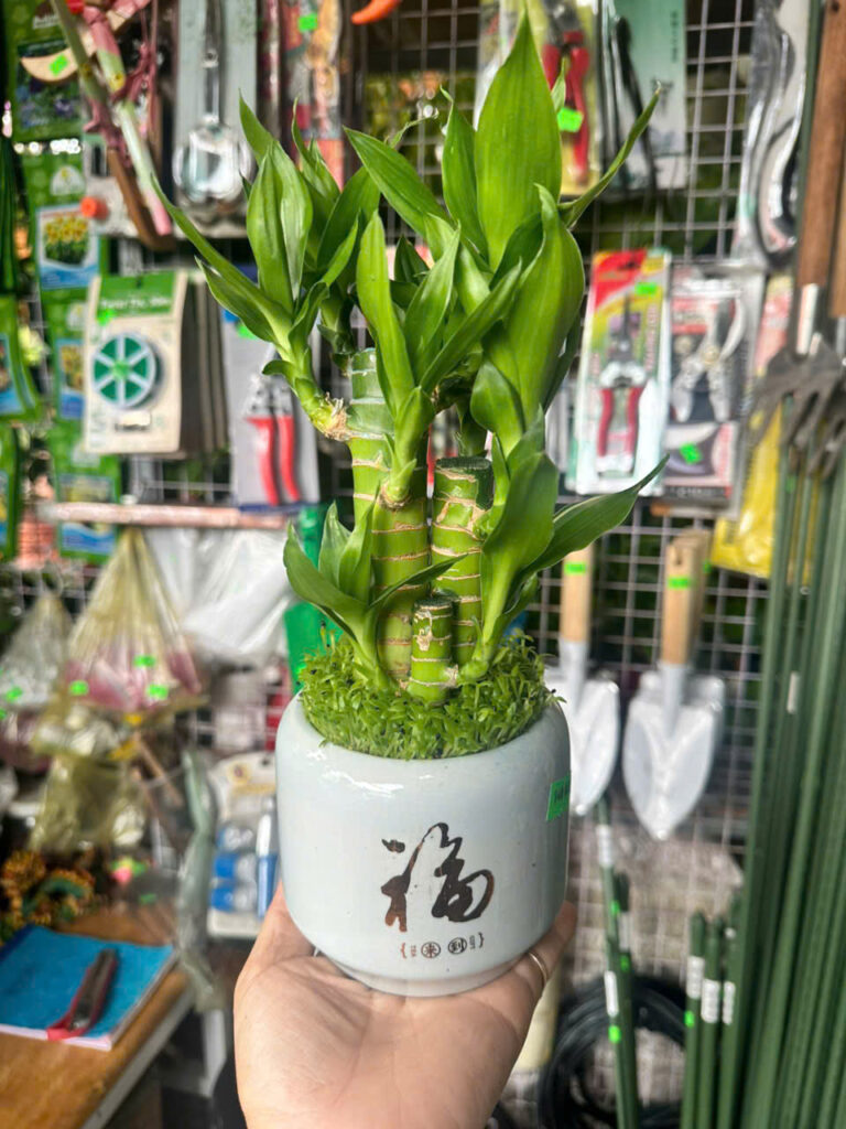 Cây xanh để bàn mẫu 40