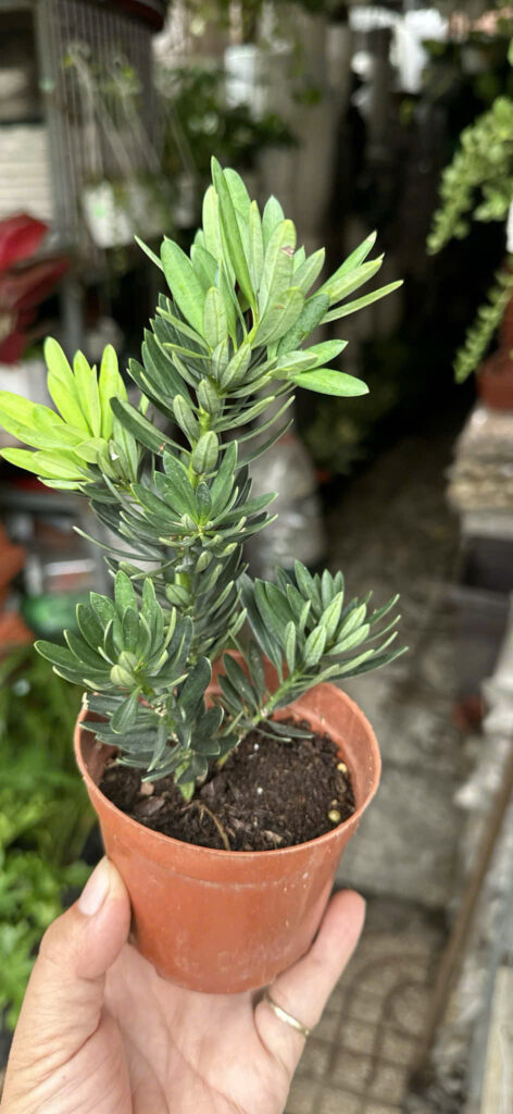 Cây xanh để bàn mẫu 47