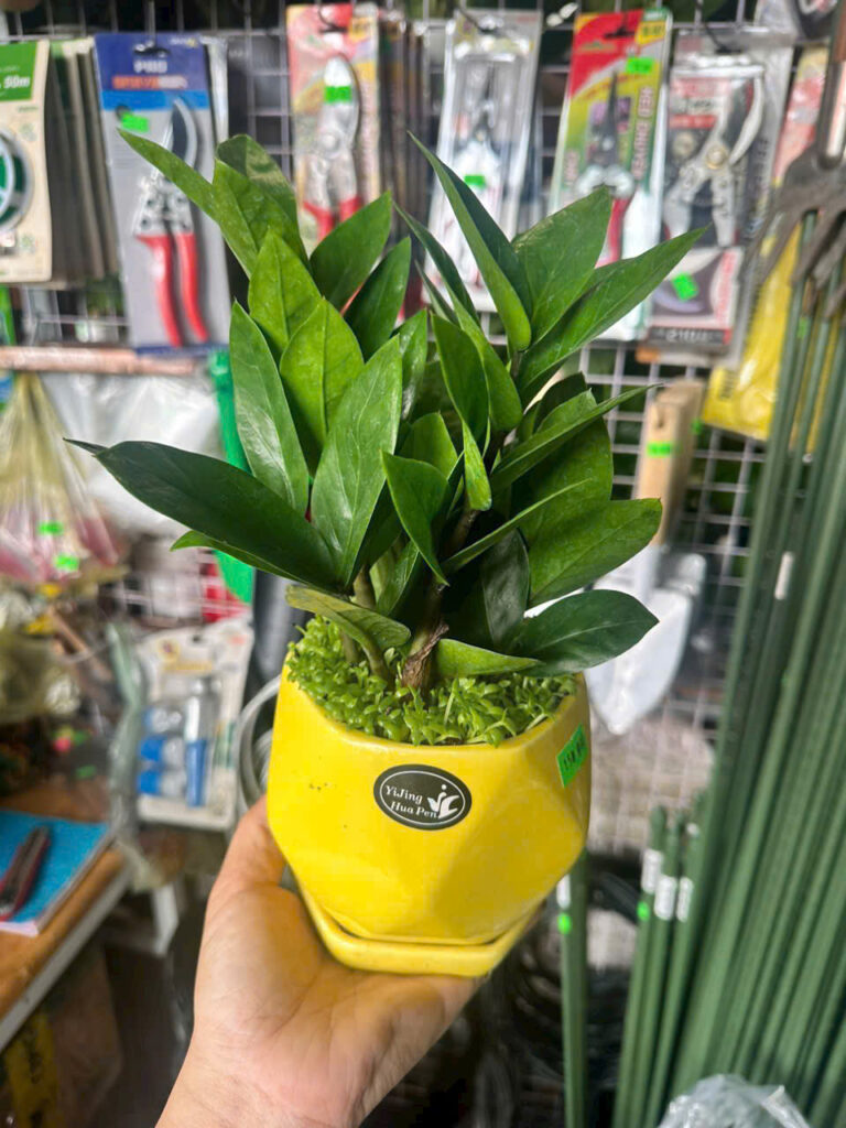 Cây xanh để bàn mẫu 50