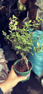 Cây xanh để bàn mẫu 53
